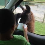 Little Gymnast feeding a ???