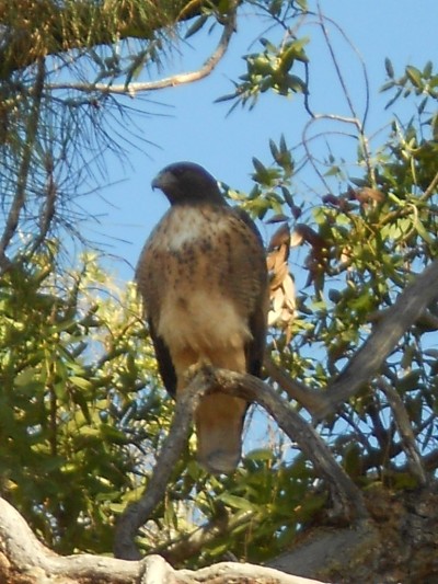 red tail hawk