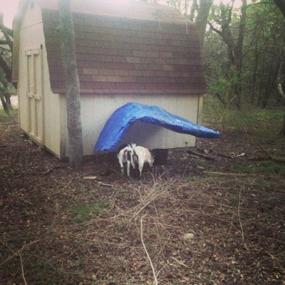 goatshelter