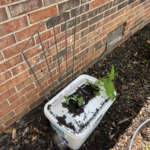 recycled styrofoam cooler made into planter
