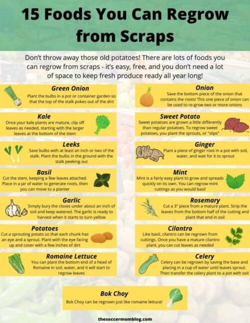 Foods you can regrow from scraps infographic