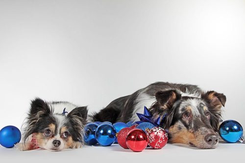 Two dogs laying with red and blue balls