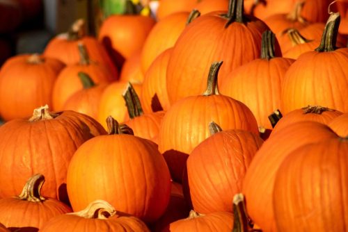 pumpkins in a pile